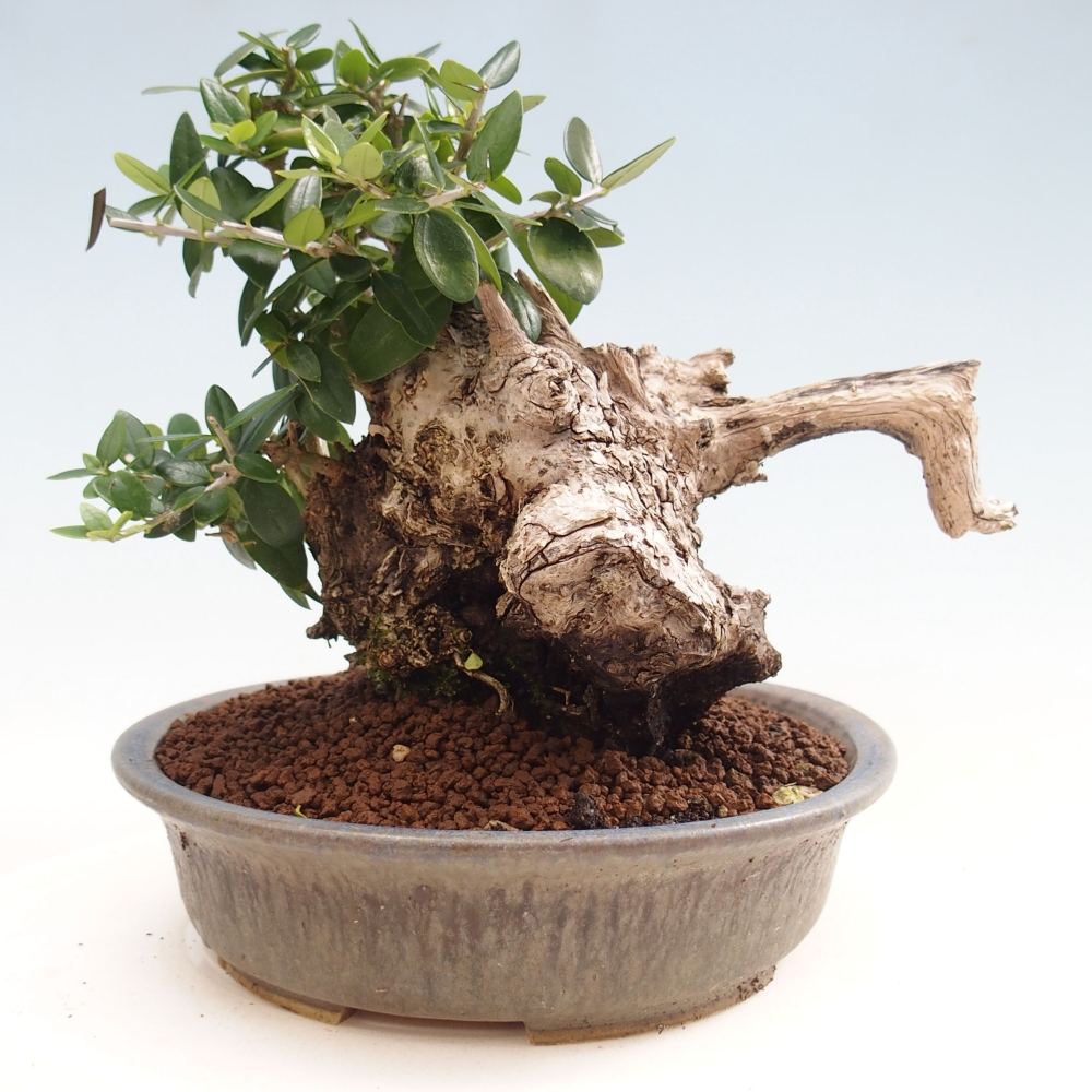 Izbová bonsai - Olea europaea sylvestris -Oliva evropská drobnolistá