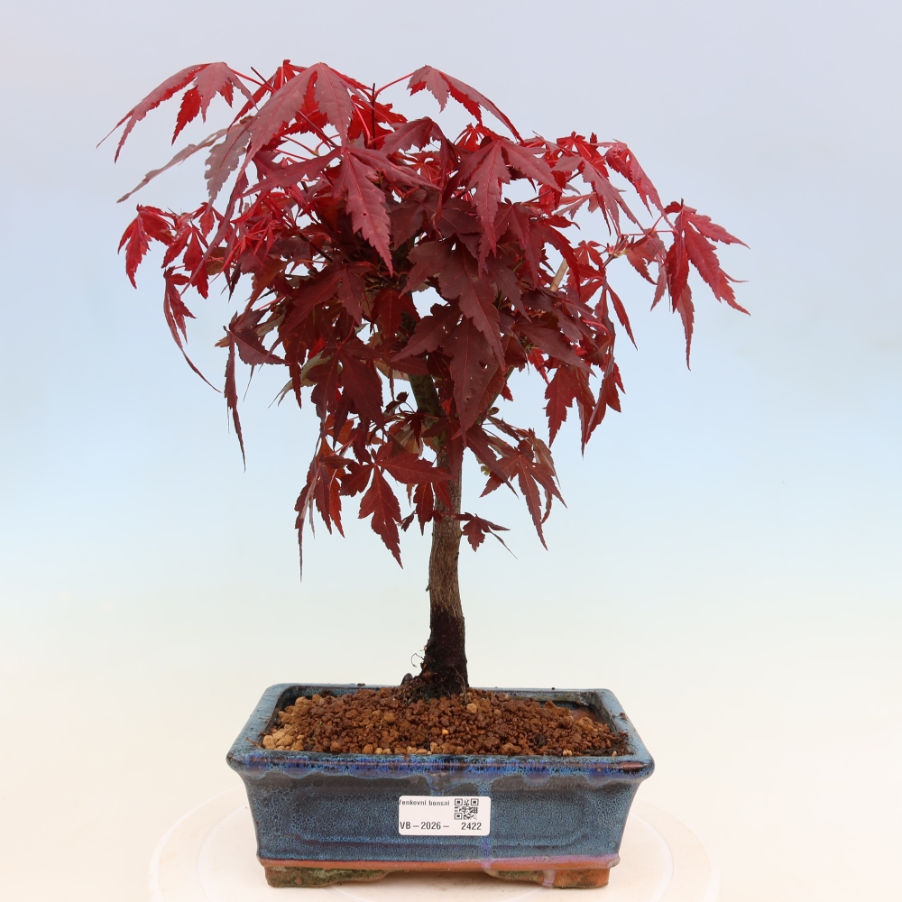 Vonkajšia bonsaj - palma Acer. Atropurpureum-Javor palmový