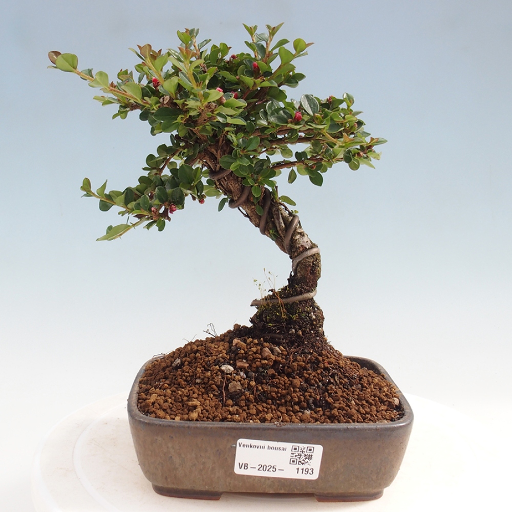 Vonkajší bonsai - Cotoneaster horizontalis - Skalník