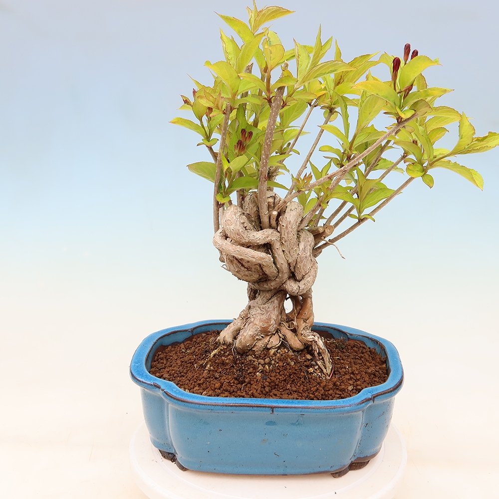 Vonkajší bonsai – Weigela subsessilis – vajgélia kórejská