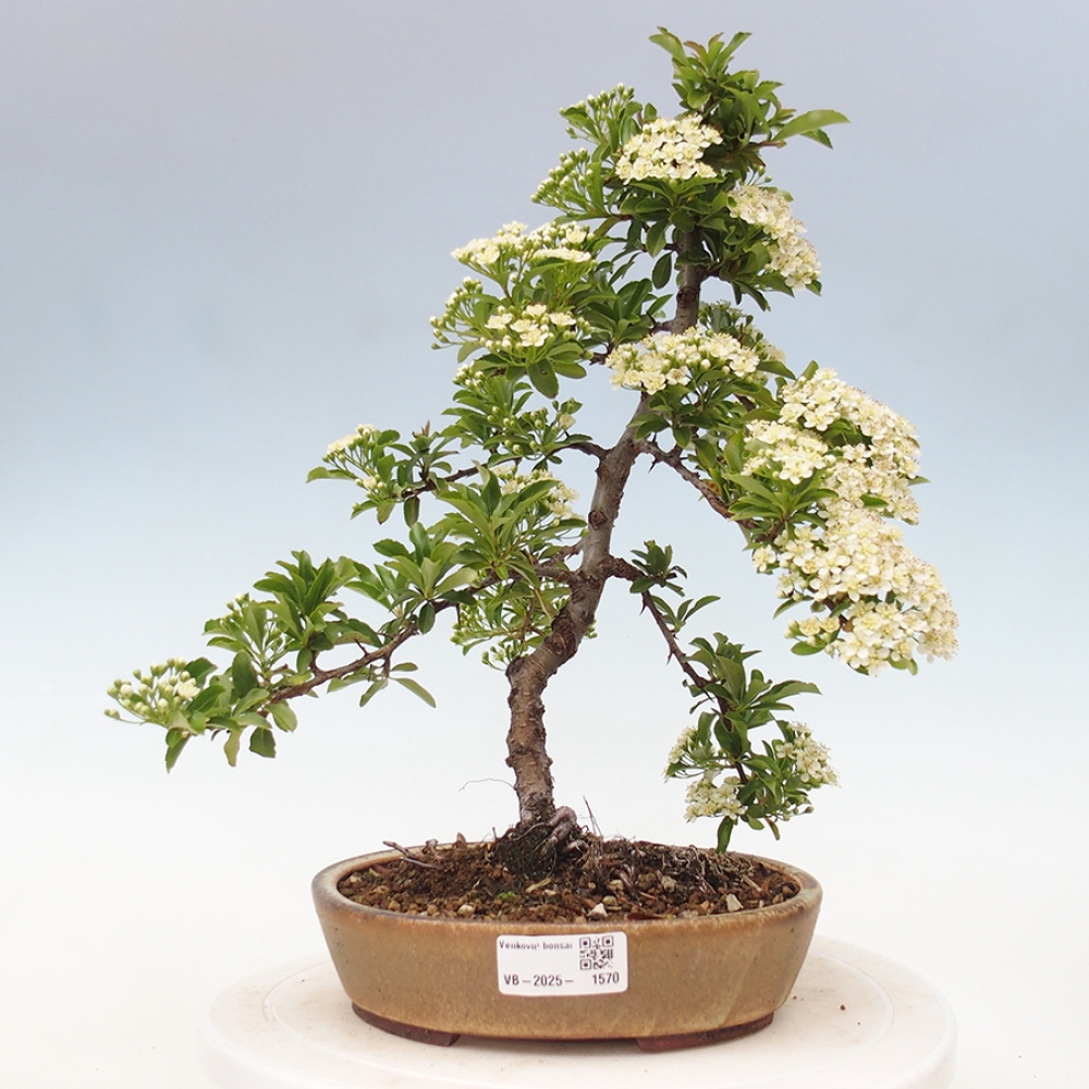 Vonkajšia bonsai-Pyracanta Teton -Hlohyně
