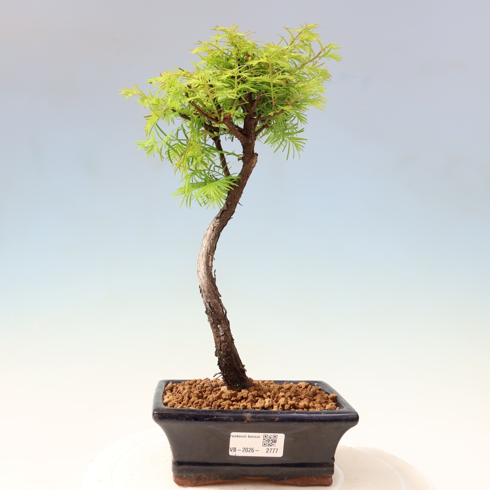 Vonkajšie bonsaje - Metasequoia glyptostroboides - čínska metasekvoja