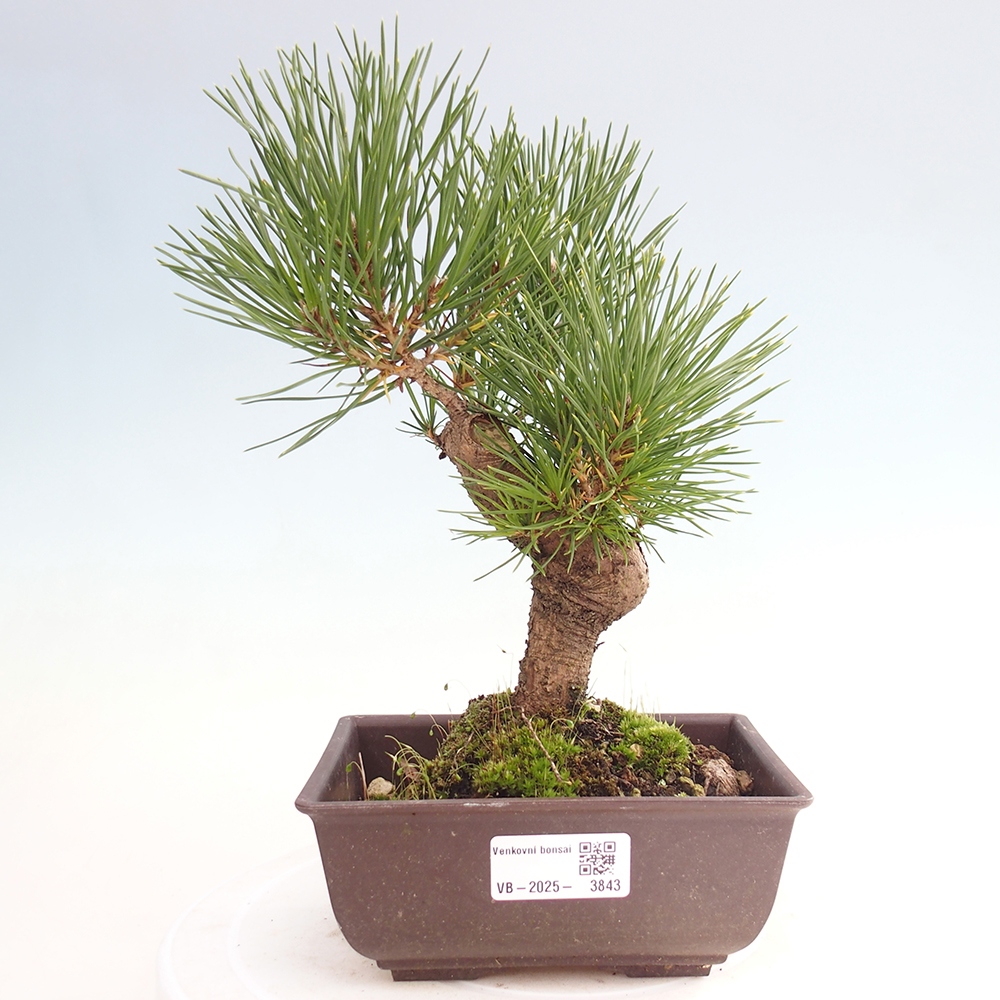 Vonkajšie bonsaje - Pinus thunbergii - borovica Thunbergova