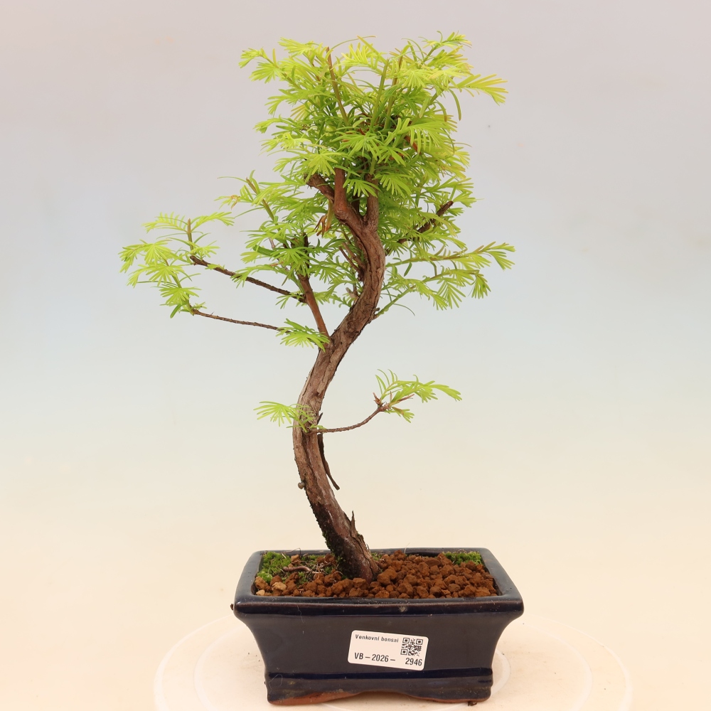 Vonkajšie bonsaje - Metasequoia glyptostroboides - čínska metasekvoja
