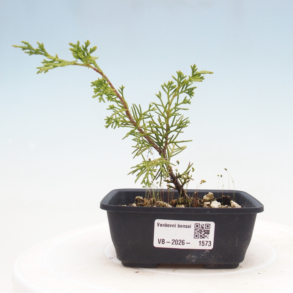 Vonkajší bonsaj - Juniperus chinensis Itoigawa