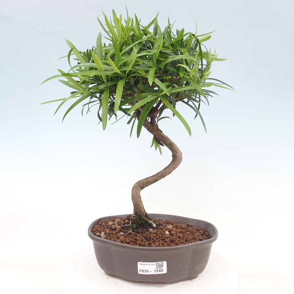 Izbové bonsaje - Podocarpus - Kamenný tis