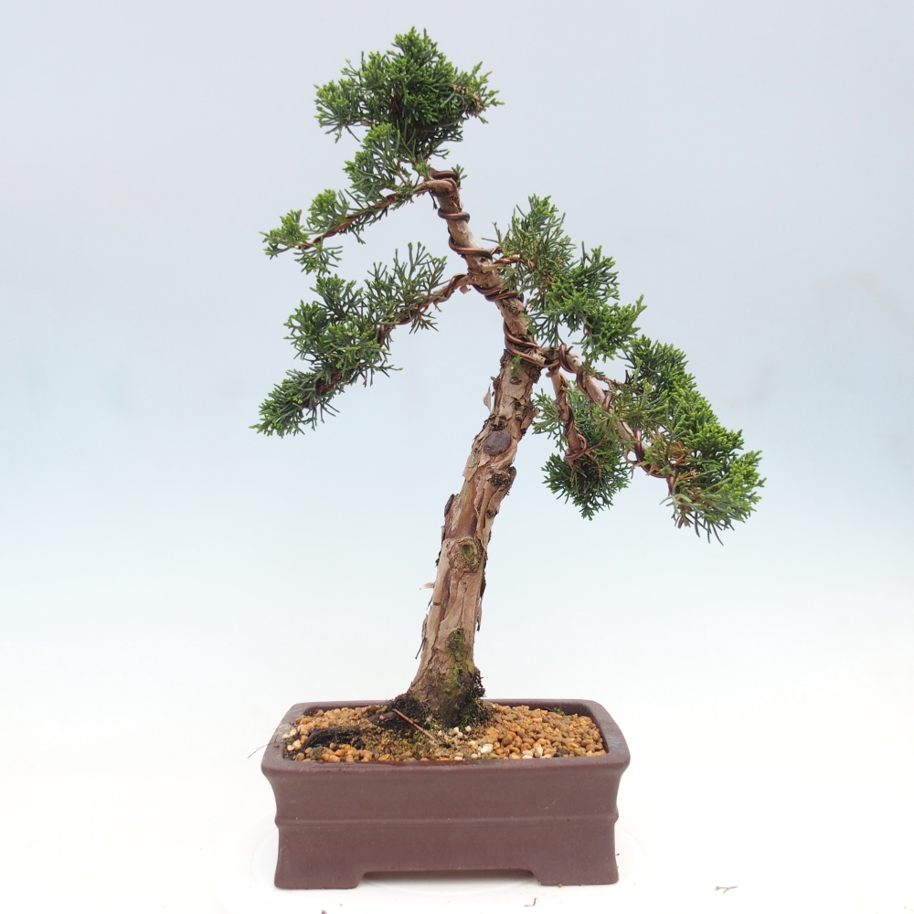 Vonkajší bonsaj - Juniperus chinensis Kishu