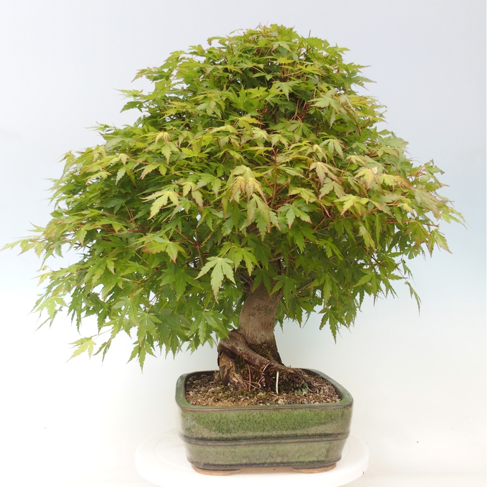 Vonkajšia bonsaj - Acer palmatum - príprava len na palety