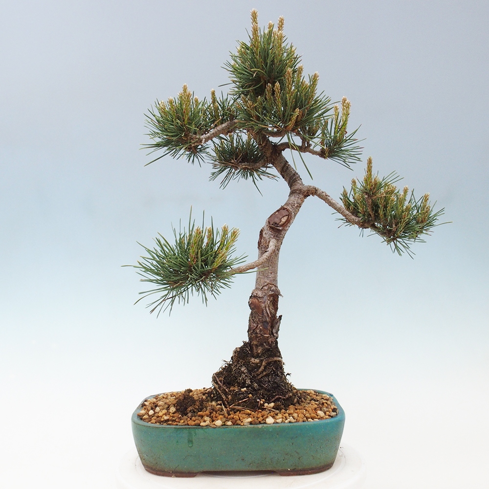 Vonkajšie bonsai - Pinus Sylvestris - Borovica lesná