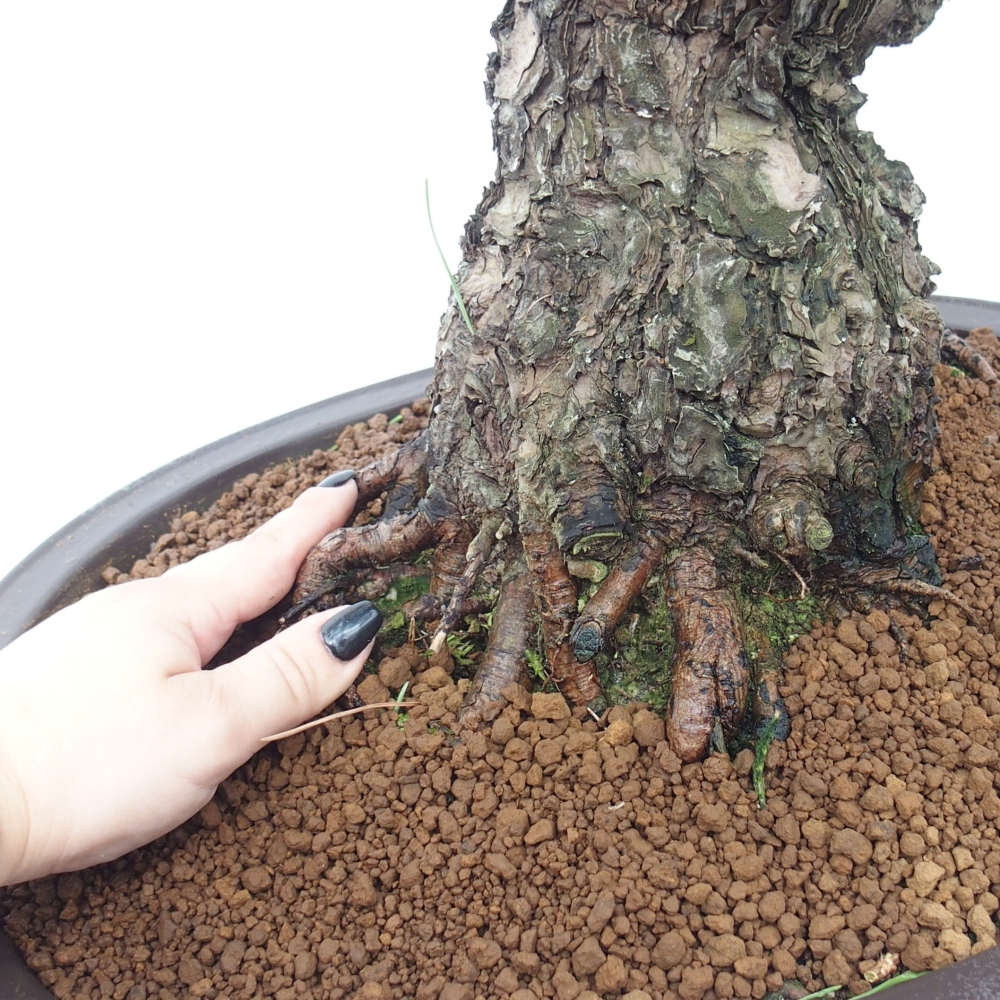 Vonkajšie bonsai - Pinus thunbergii - Borovica thunbergova