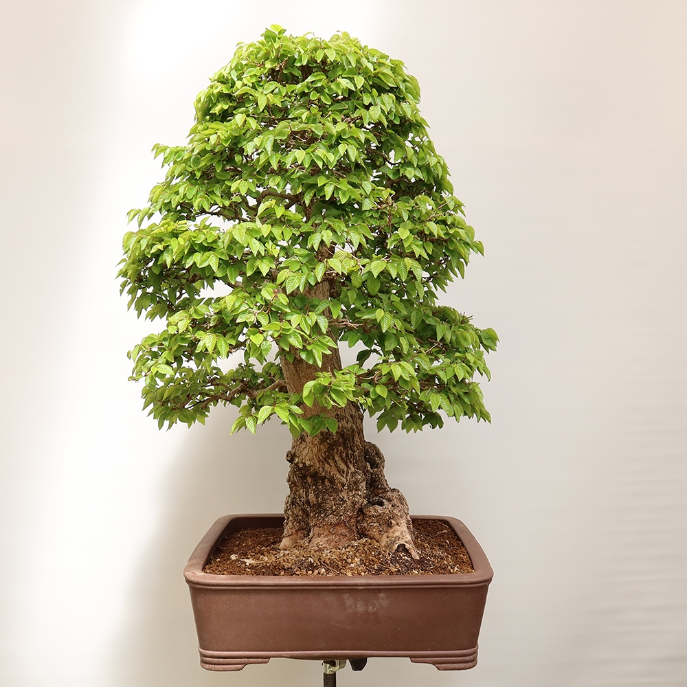 Vonkajší bonsai -Carpinus Coreana - Hrab kórejský