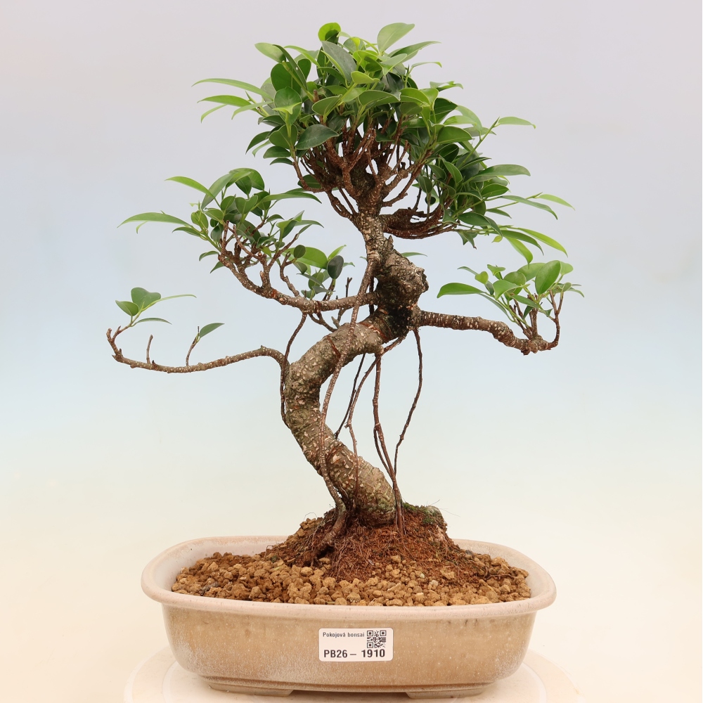 Izbové bonsaje - Ficus kimmen - drobnolistý fikus