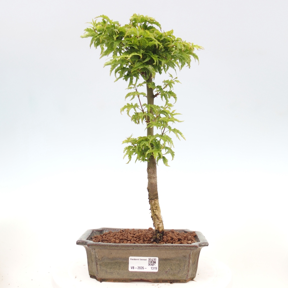 Vonkajšia bonsaj -Javorská palma Acer palmatum Shishigashira