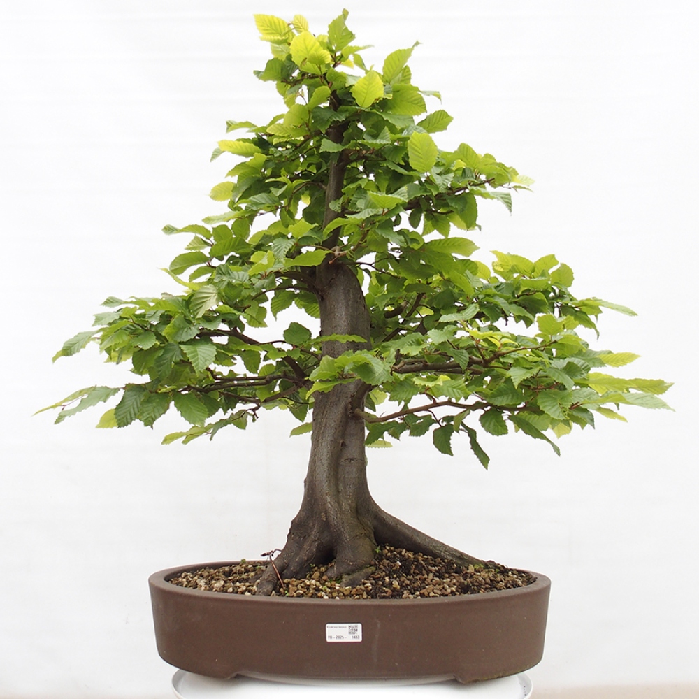 Vonkajší bonsai - Hrab obyčajný - Carpinus betulus