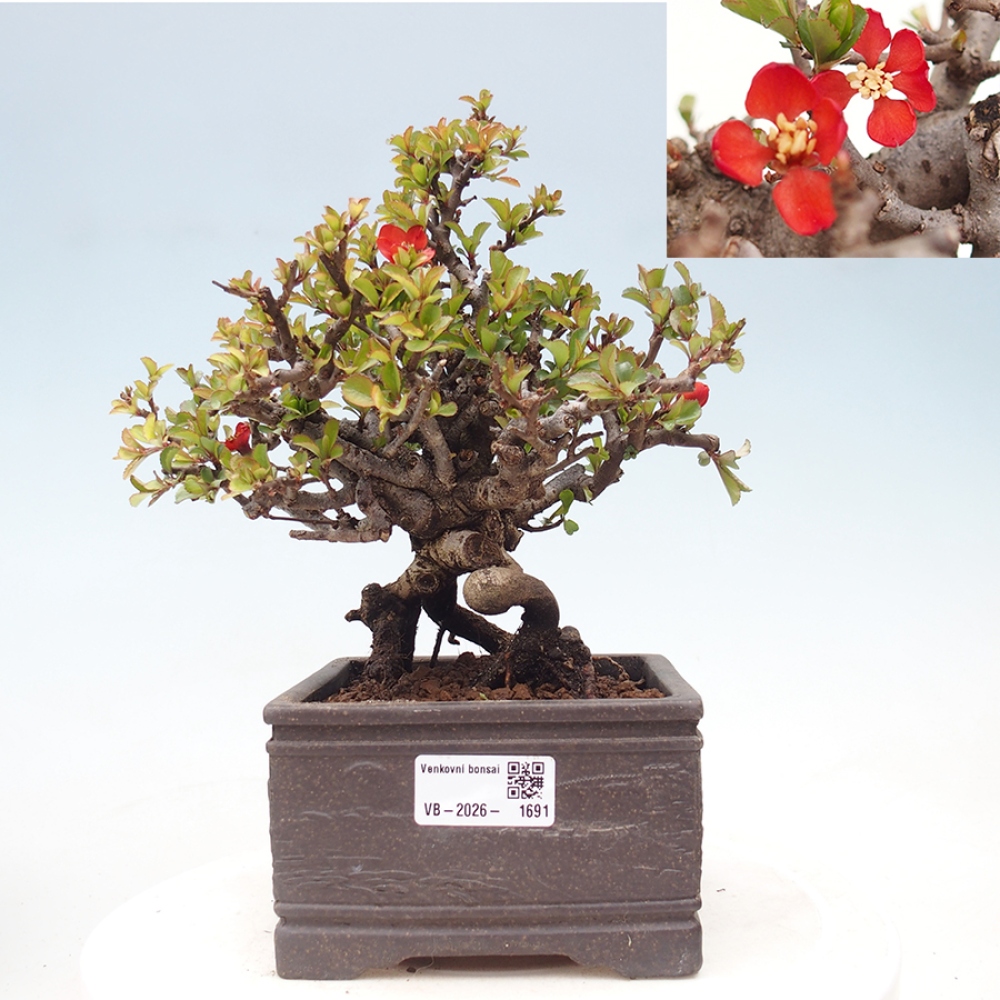 Vonkajšie bonsaje - Chaneomeles speciosa - Kdoule