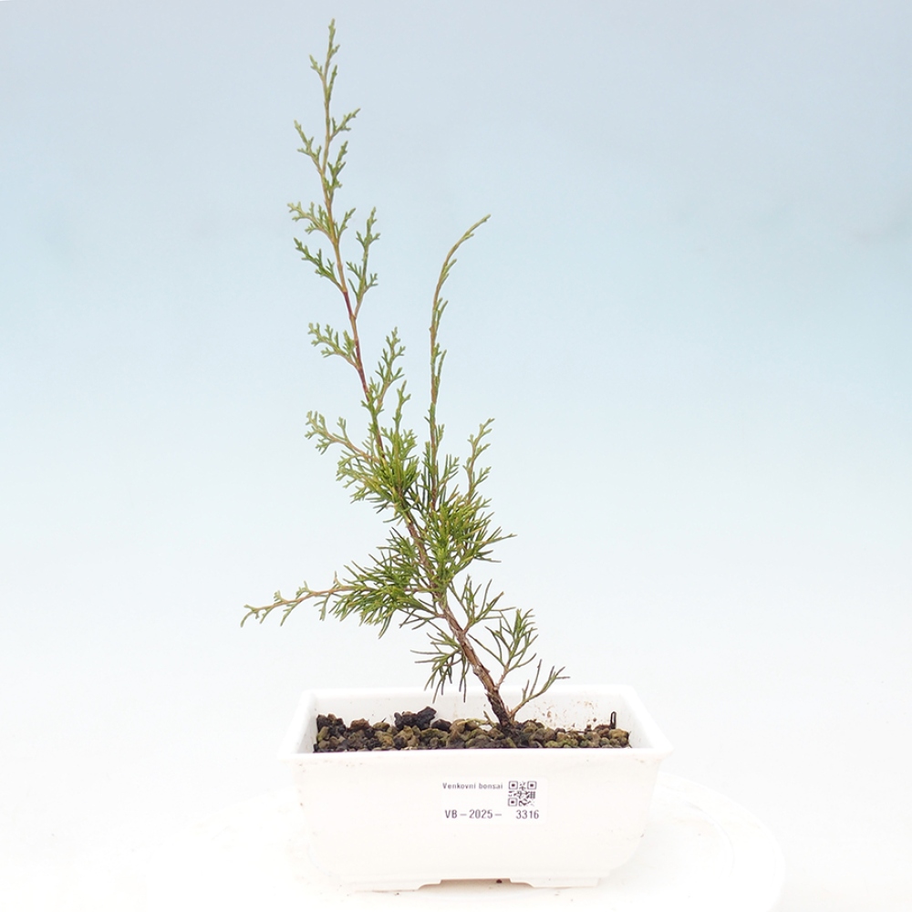 Vonkajší bonsai - Juniperus chinensis Itoigawa -Jalovec čínsky