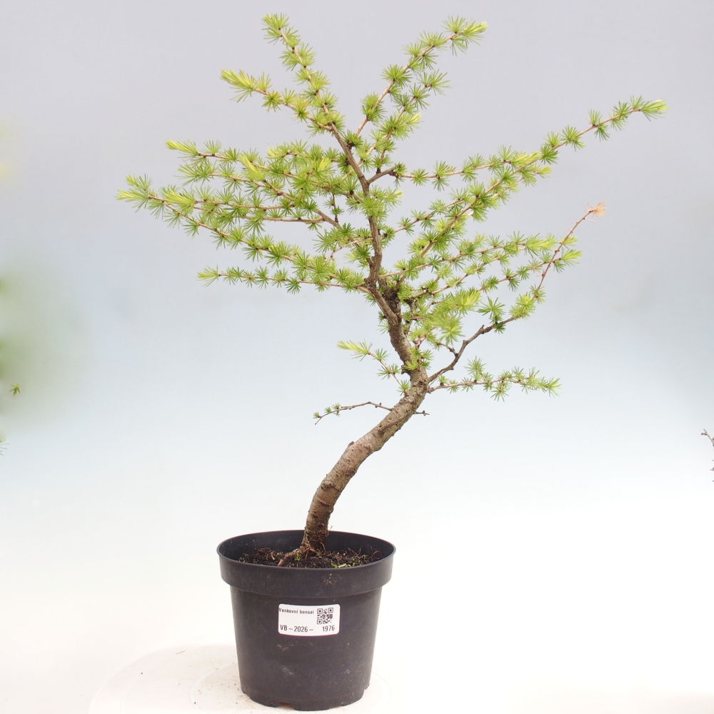 Vonkajšie bonsaje -Larix decidua - Smrekovec