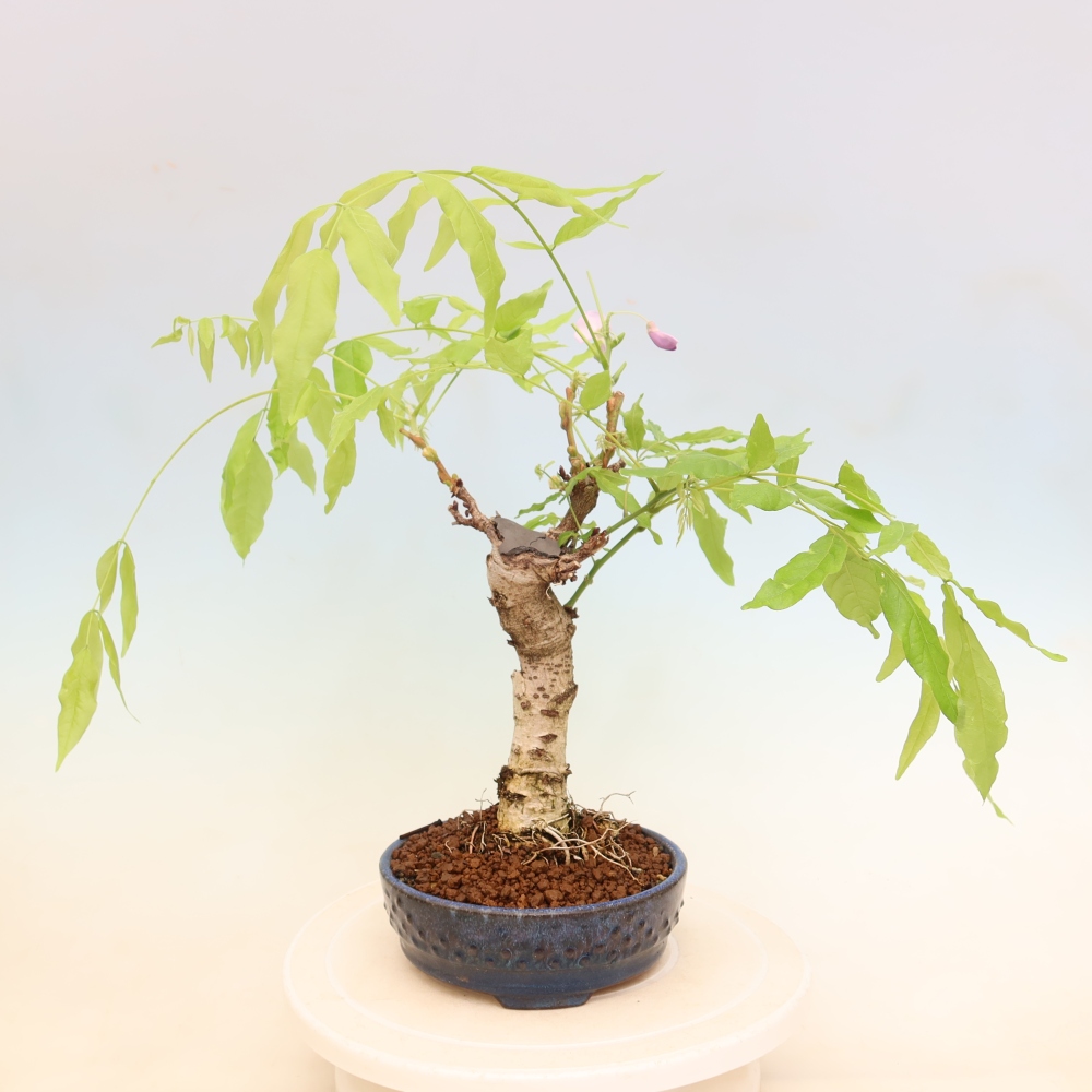 Vonkajšie bonsaje - Wisteria floribunda