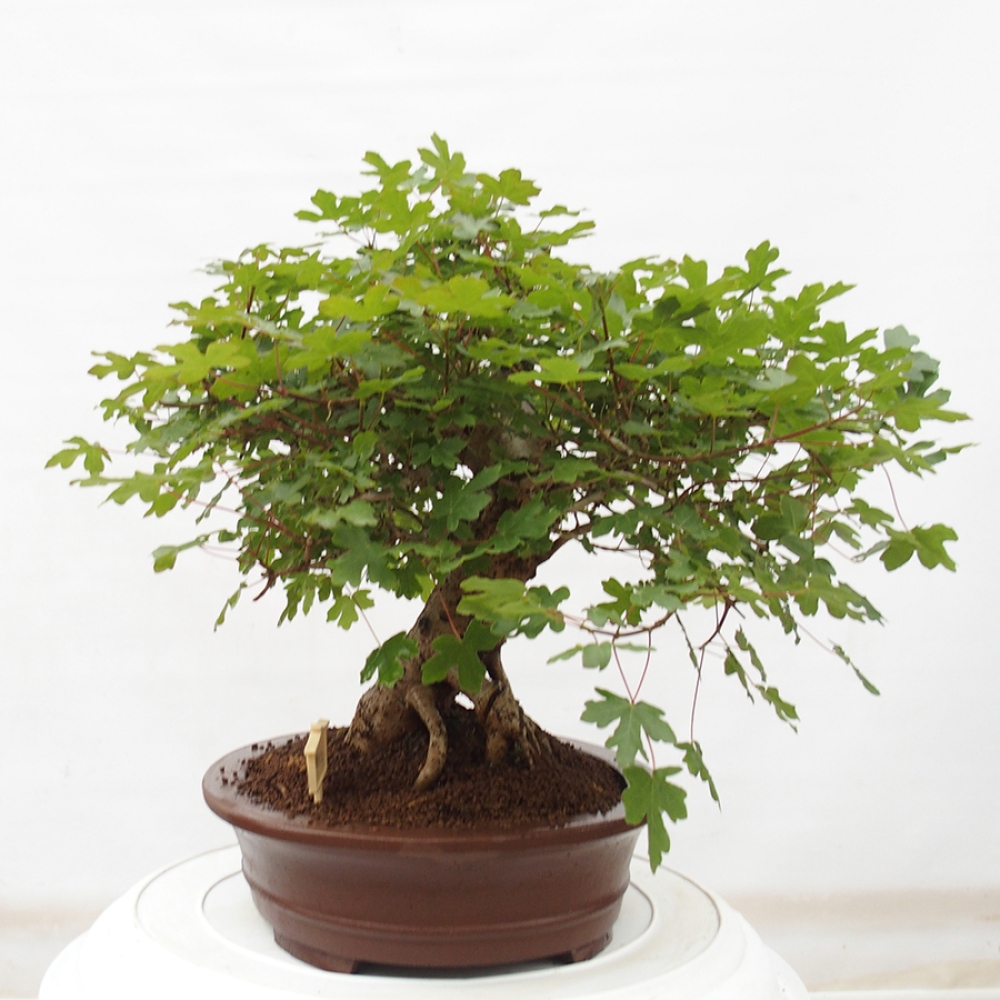 Vonkajší bonsai - Acer Campestre - Javor polný