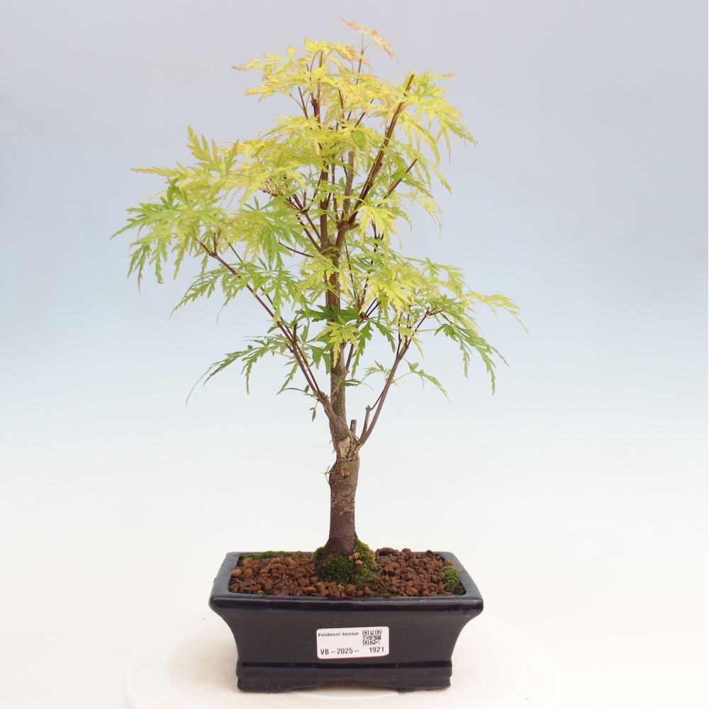 Vonkajšie bonsai - Acer palmatum Dissectum - Javor dlaňolistý 