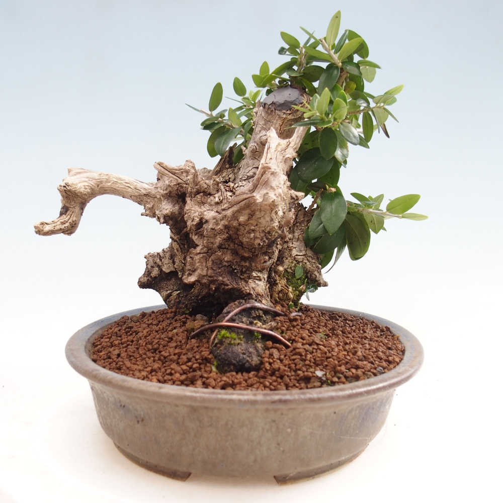 Izbová bonsai - Olea europaea sylvestris -Oliva evropská drobnolistá
