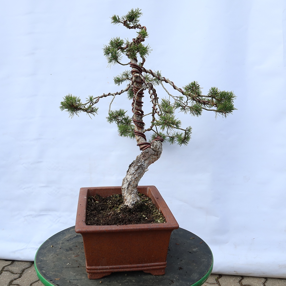 Pinus sylvestris Španielsko – borovica lesná