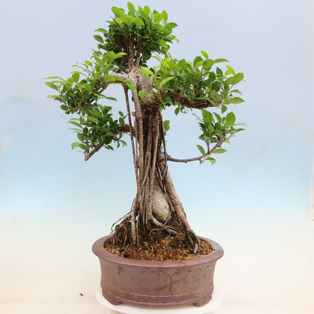 Izbové bonsaje - Ficus kimmen - drobnolistý fikus