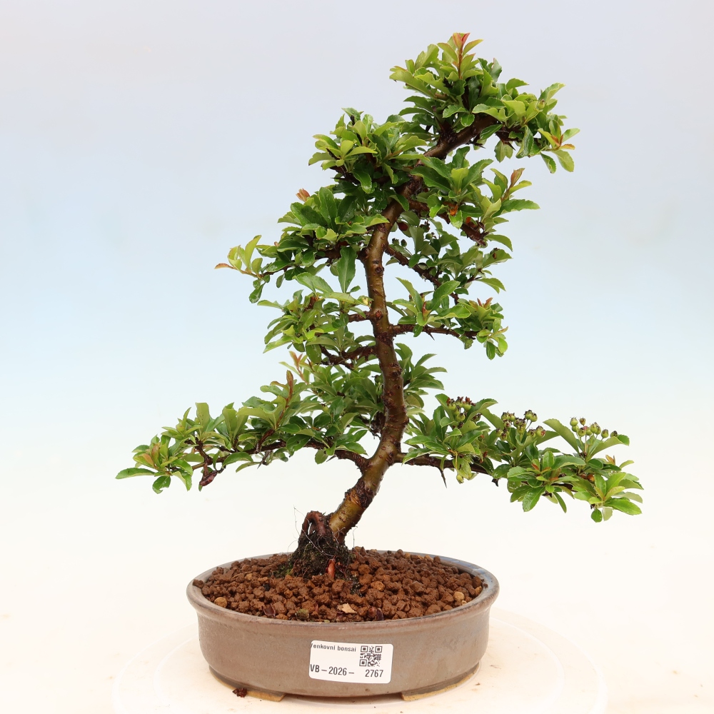 Vonkajší bonsai – Pyracantha teton – hlohovec šarlátový