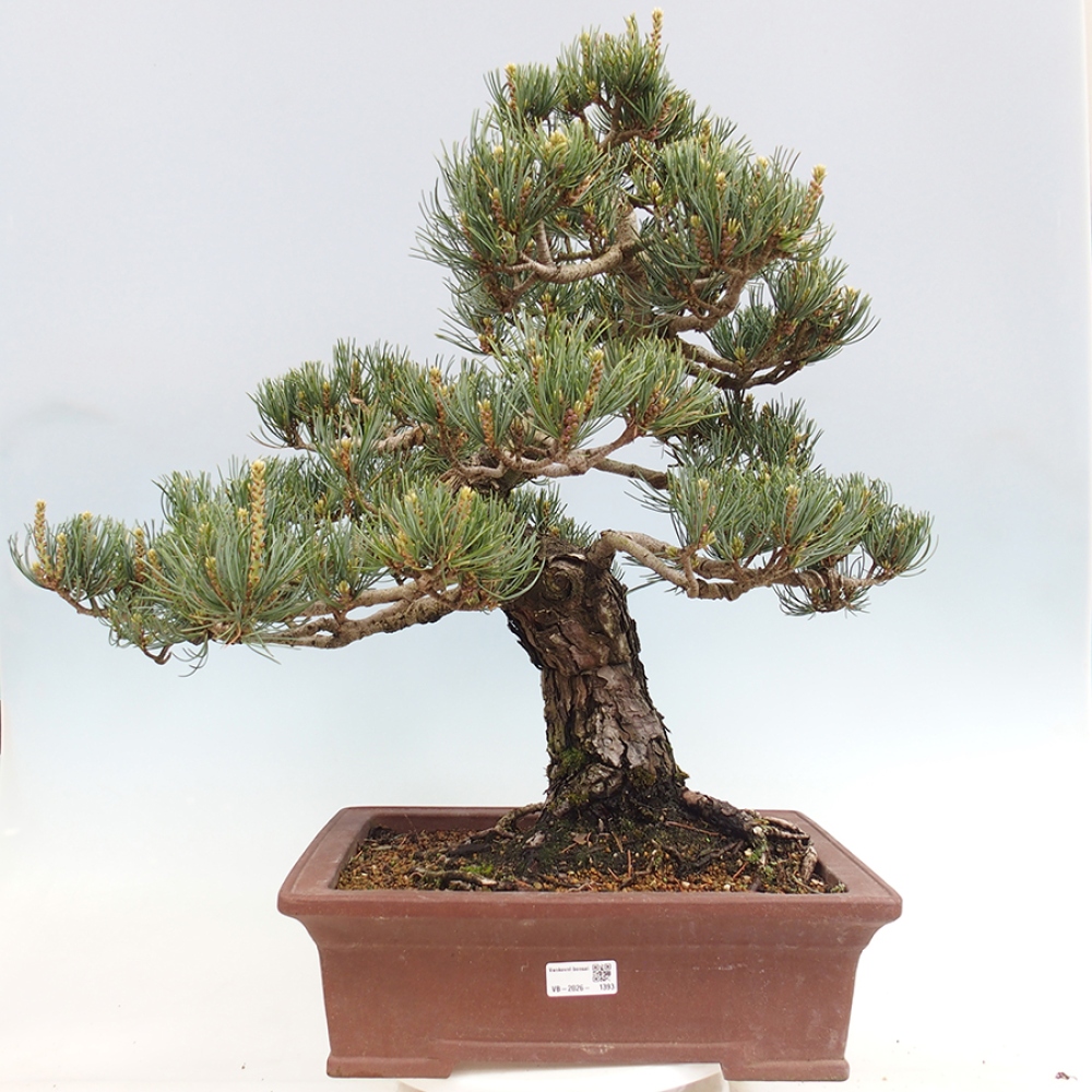 Vonkajšie bonsaje - Pinus parviflora - Pinus parviflora