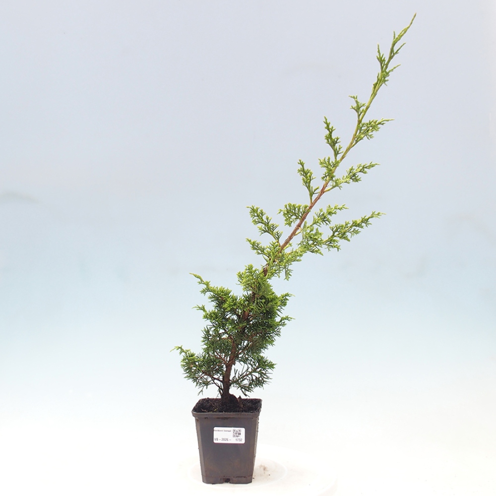 Vonkajší bonsaj - Juniperus chinensis Itoigawa