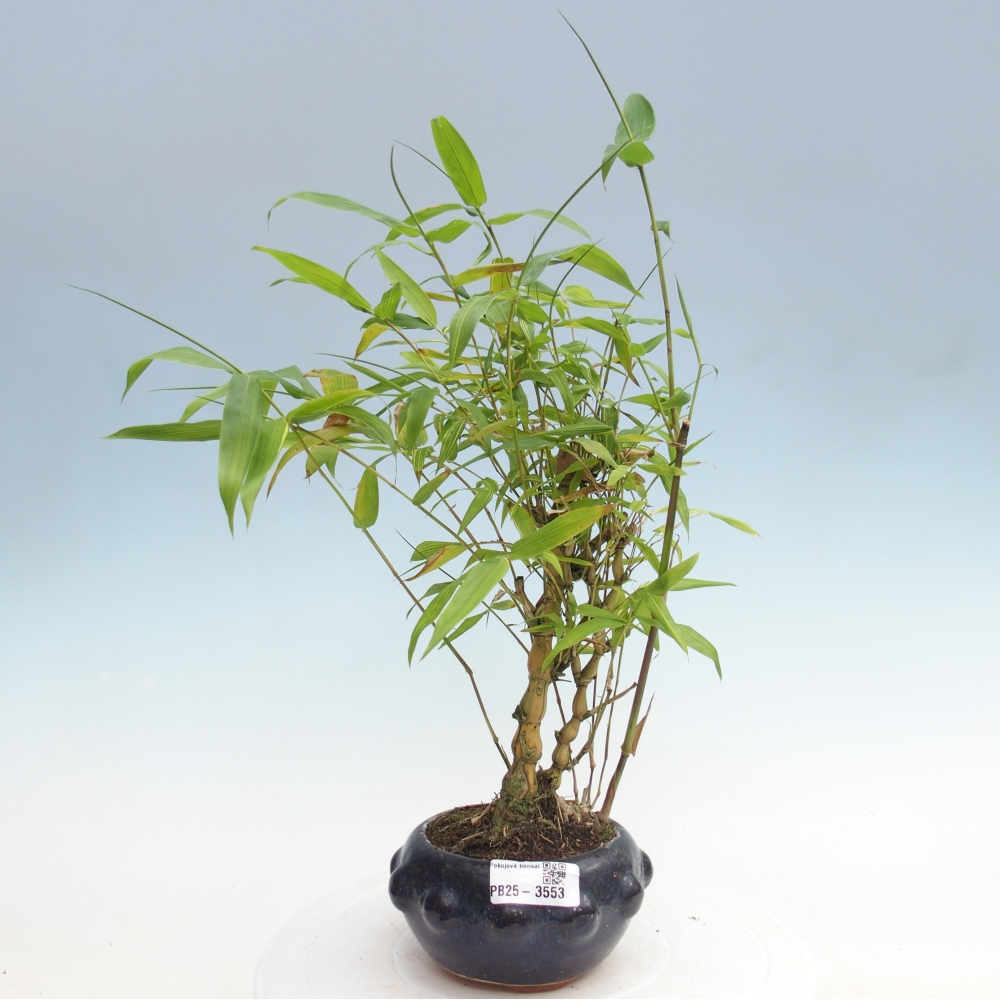 Izbové bonsaje - Bambusové brucho - Bambusové brucho