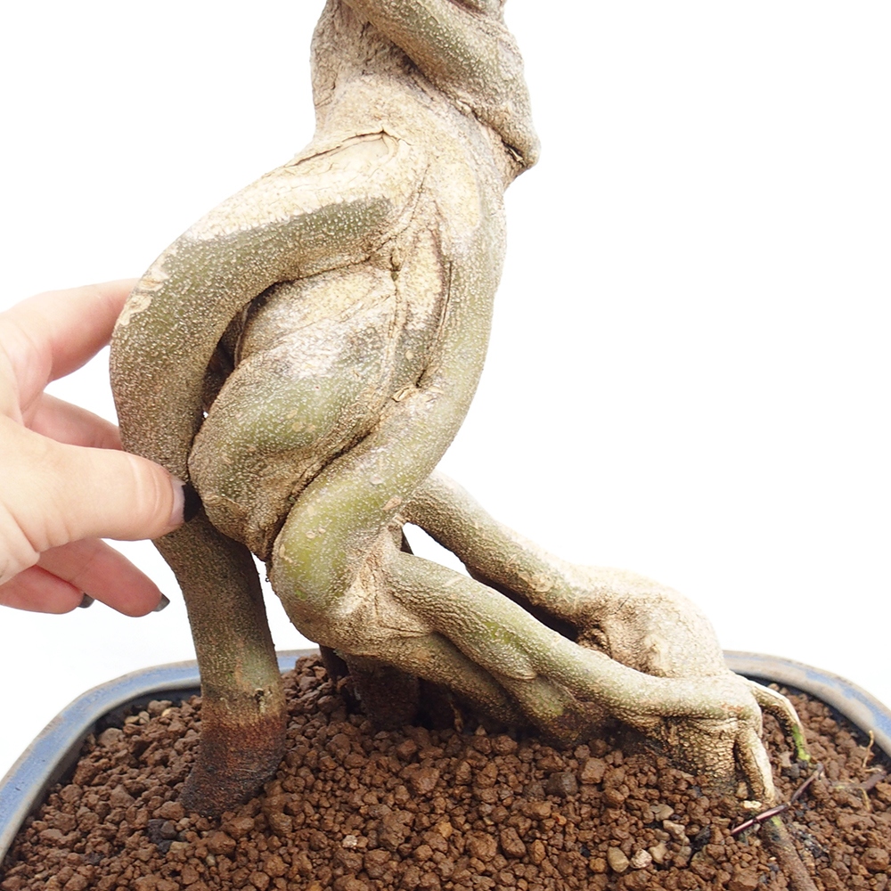 Vonkajšie bonsai - Javor Buergerianum - Javor Burgerův