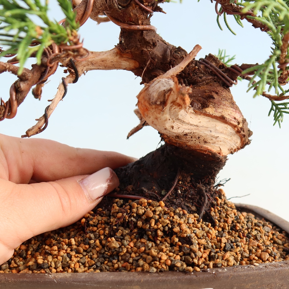 Vonkajší bonsai - Juniperus chinensis Itoigawa -Jalovec čínsky
