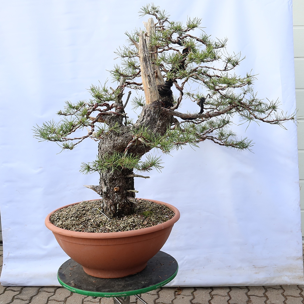 Pinus sylvestris Španielsko – borovica lesná
