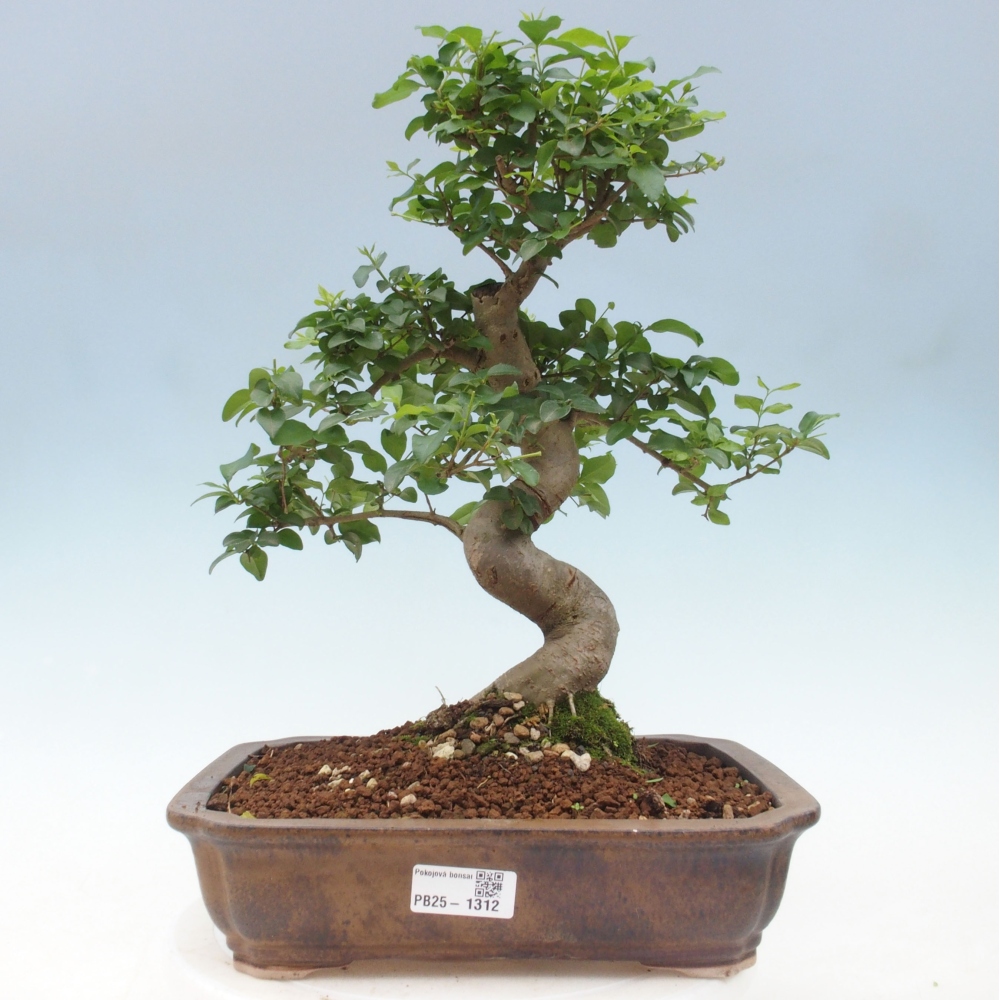 Izbová bonsai -Ligustrum chinensis - Vtáčí zob