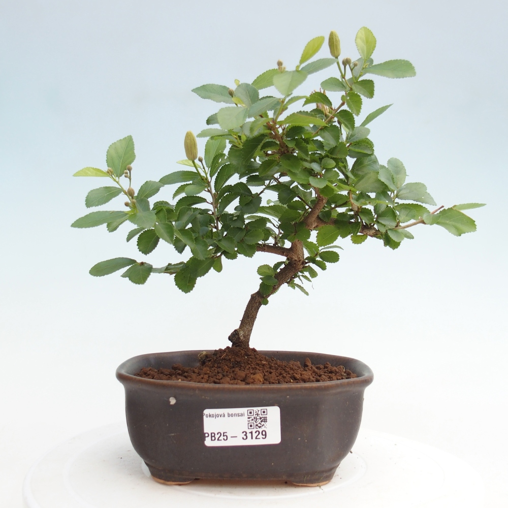 Izbová bonsai - Grewia occidentalis - Hviezdica levanduľová