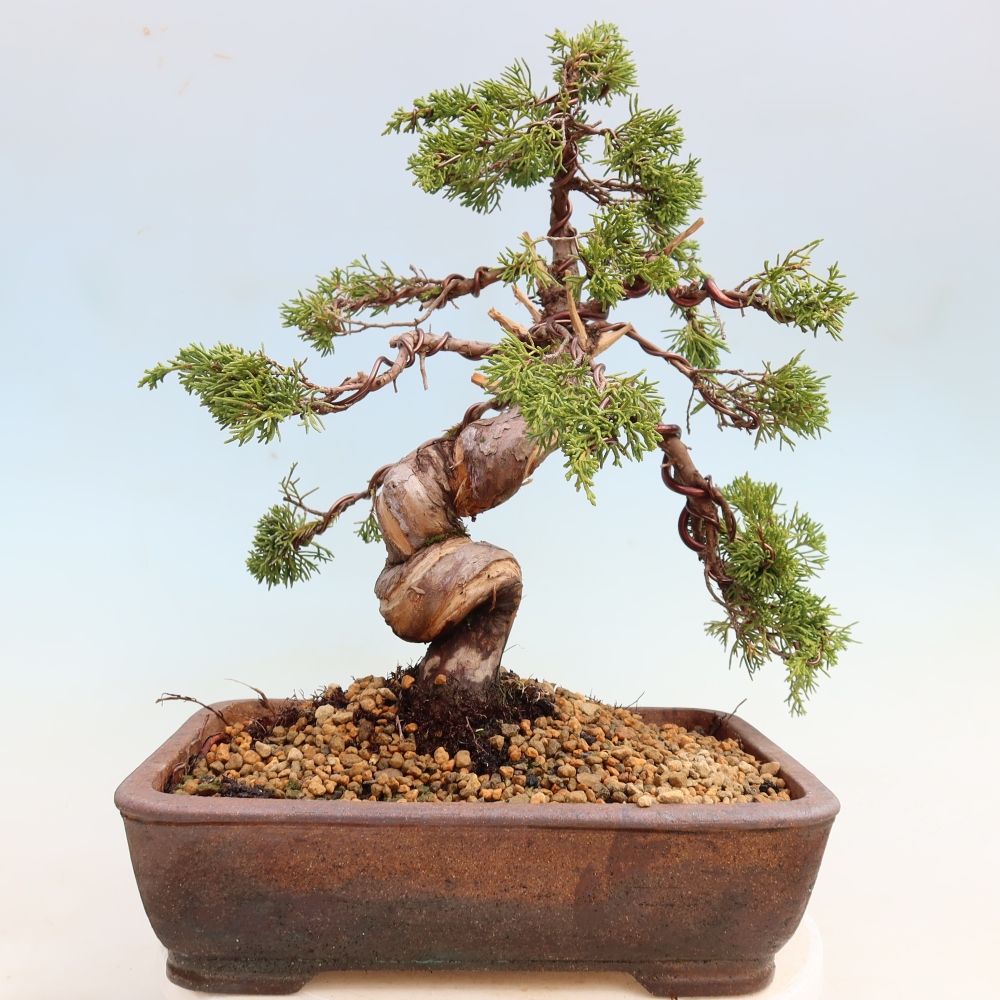 Vonkajší bonsai – Juniperus chinensis Itoigawa – čínsky jalovec