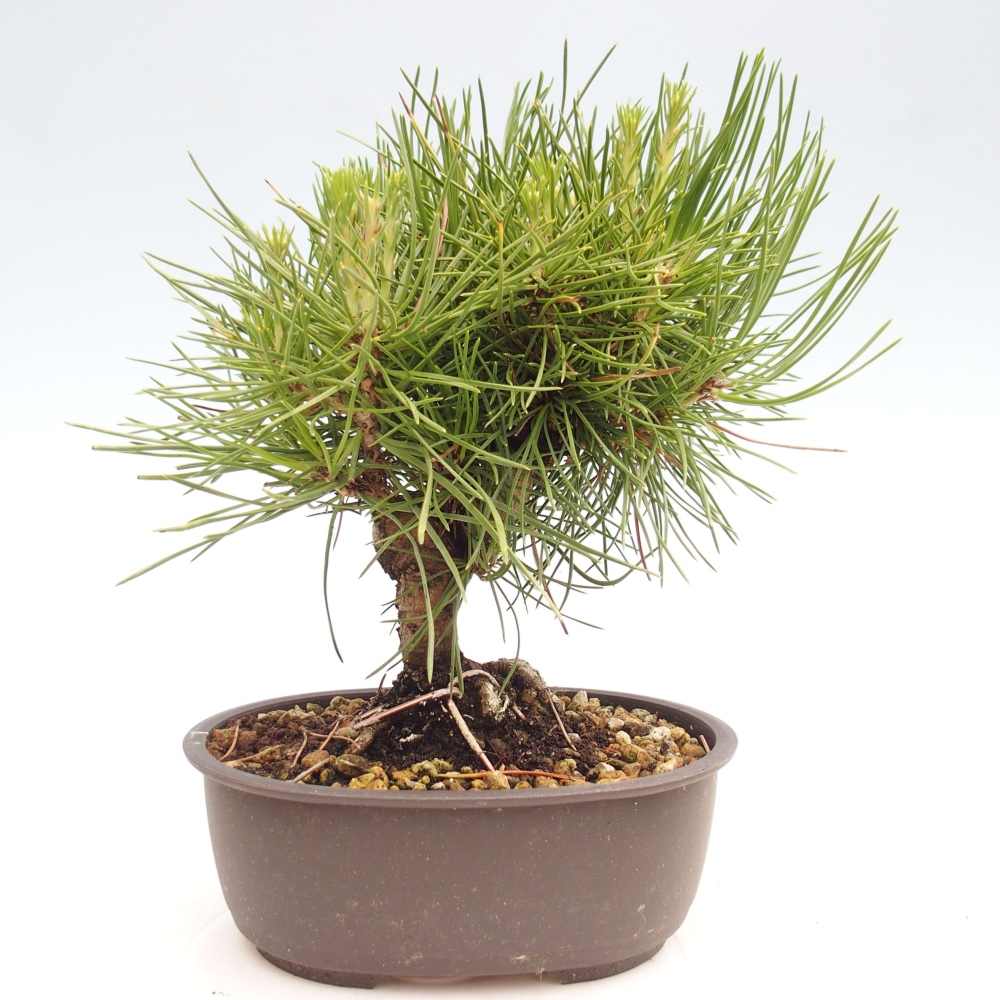Vonkajší bonsai - Pinus thunbergii - Borovica thunbergova