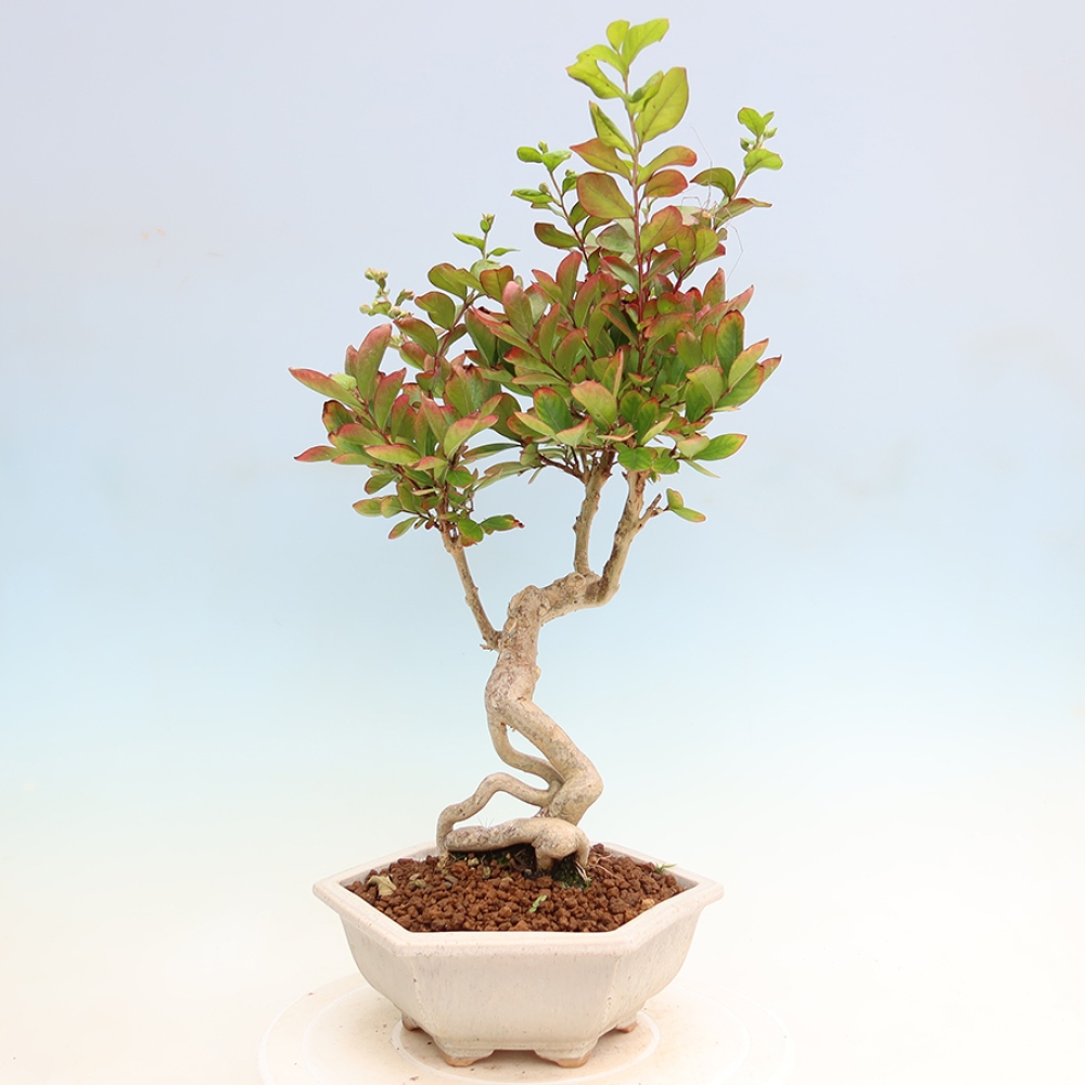 Izba bonsai – Lagerstroemia indica – indický orgován