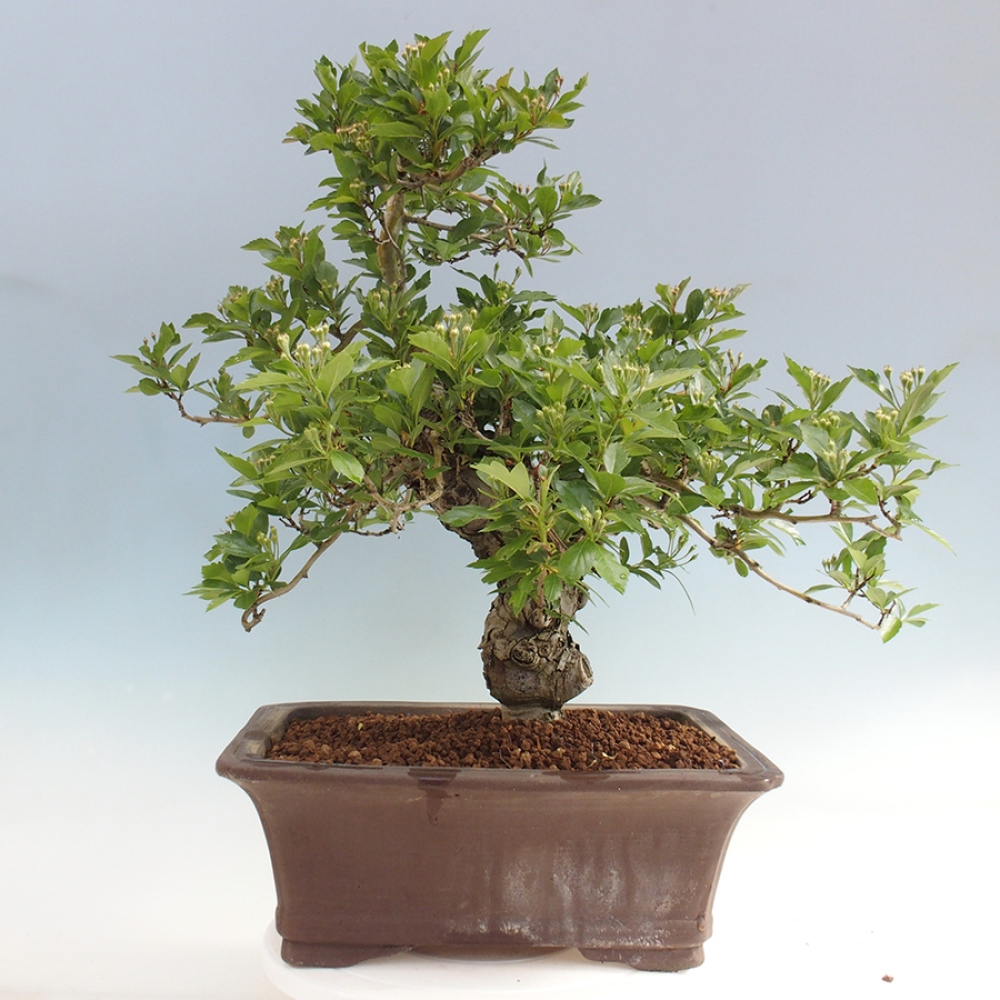 Vonkajší bonsai - Hloh klinovitý - Crataegus cuneata