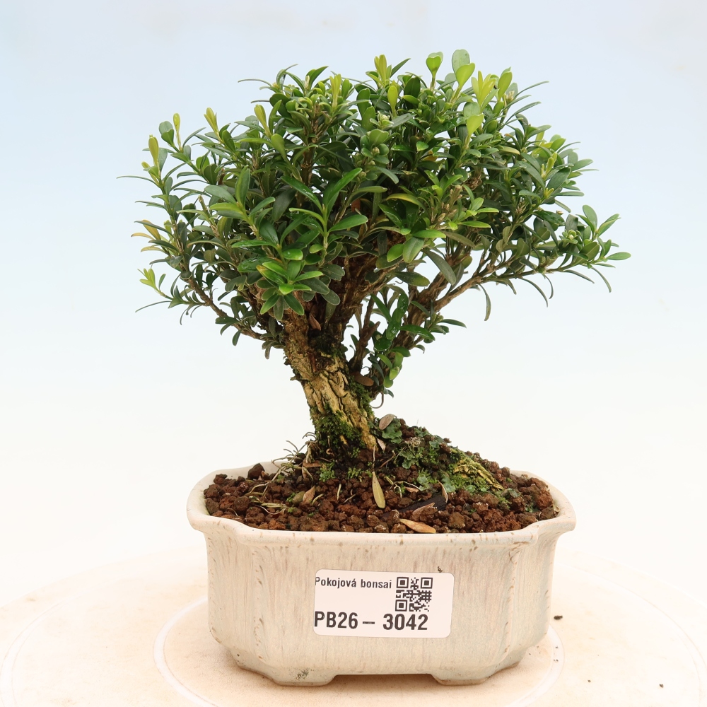 Izbové bonsaje - Buxus harlandii - korkový buxus