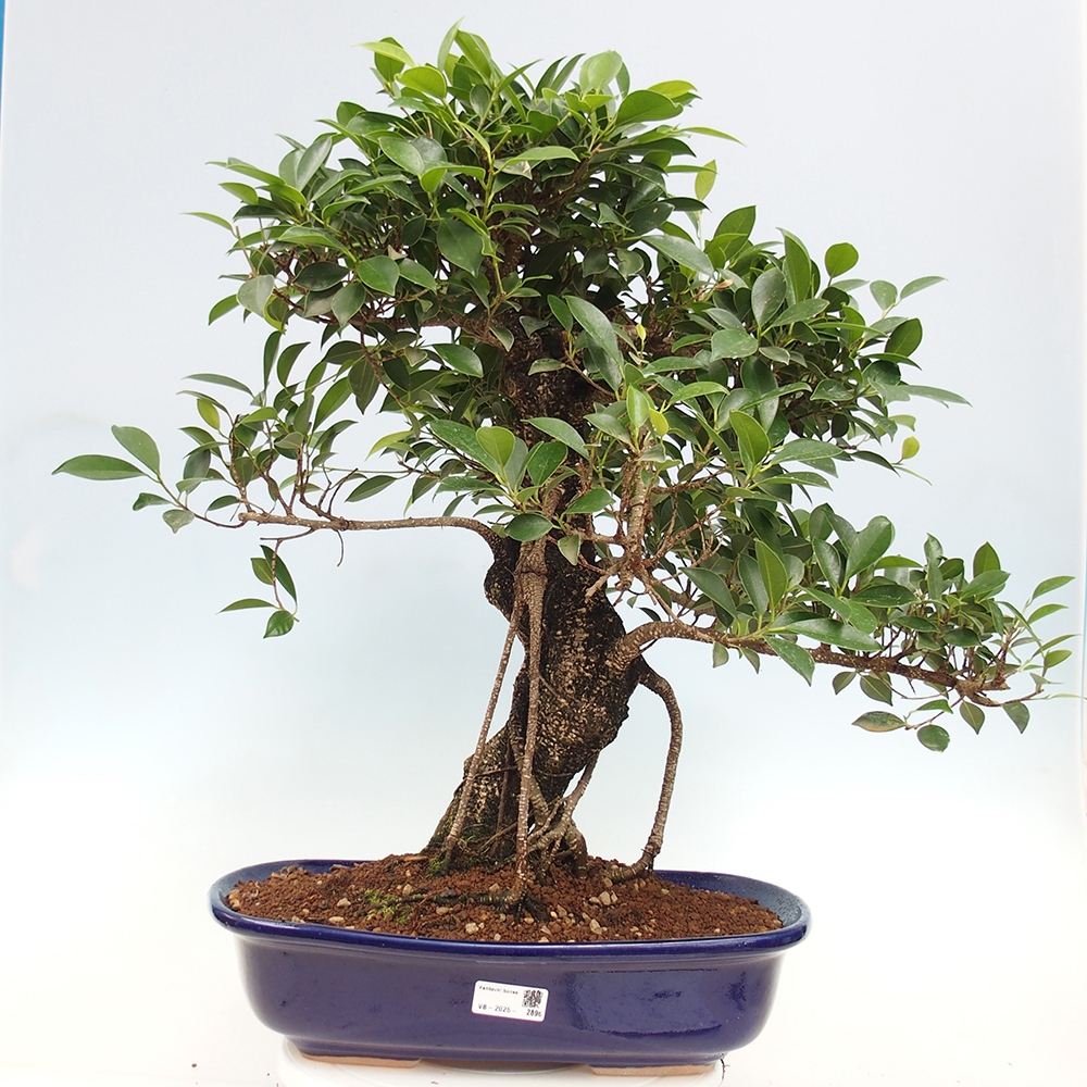 Izbový bonsaj - Ficus kimmen - drobnolistý fikus - len osobný odber alebo preprava na paletách