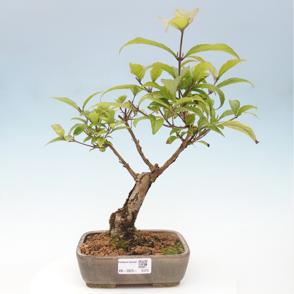 Vonkajšia bonsai - krásnoplodka - Callicarpa jap. Leucocarpa