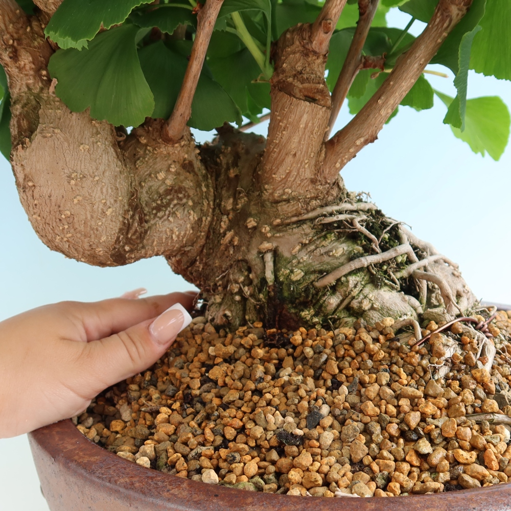 Vonkajšie bonsaje - Ginkgo biloba - Ginkgo biloba