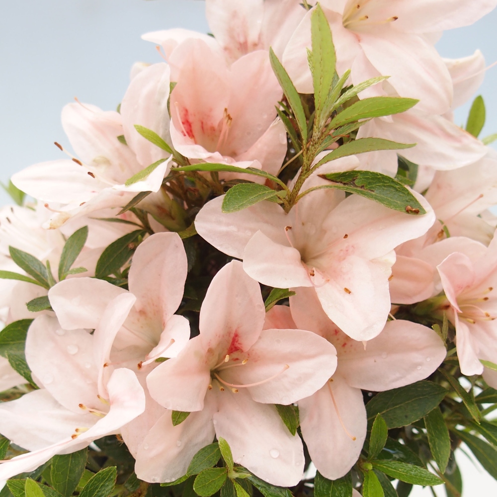 Vonkajší bonsai - Japonská azalka -  Azalea Nikko