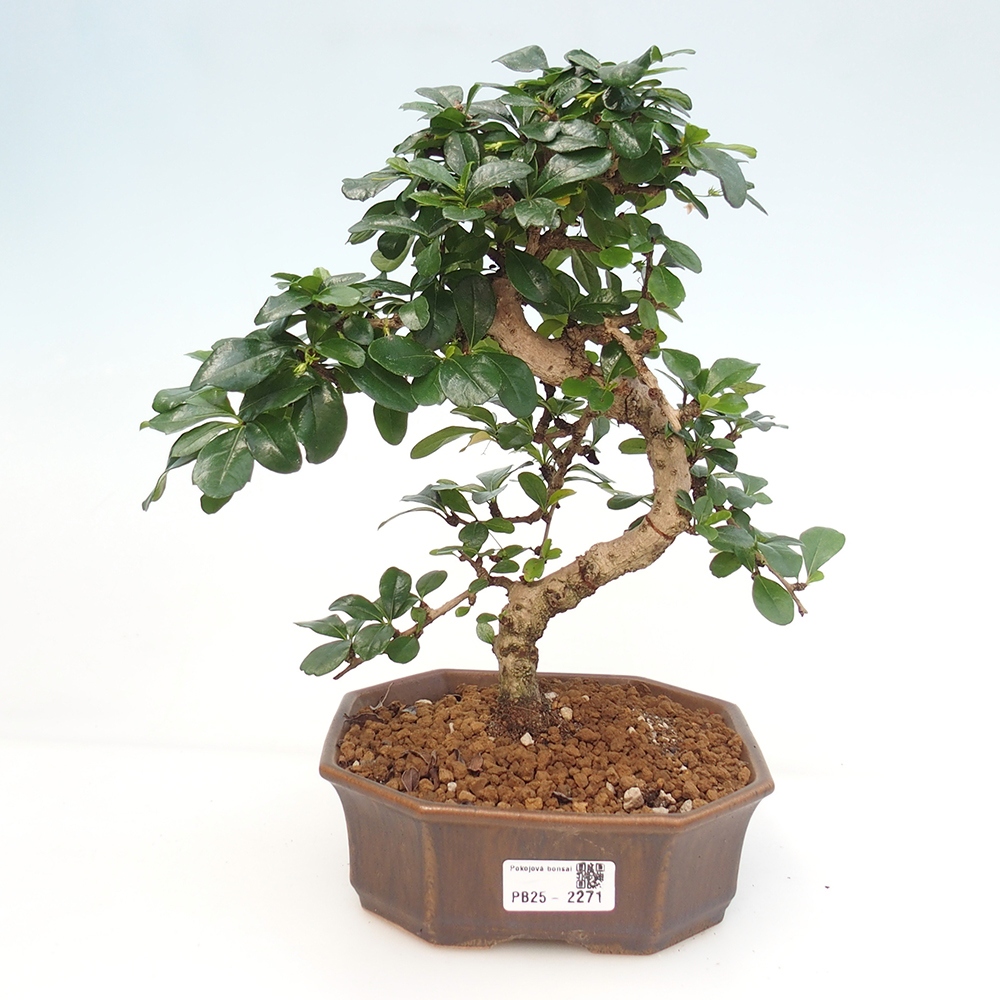 Izbová bonsai - Carmona macrophylla - Čaj fuki