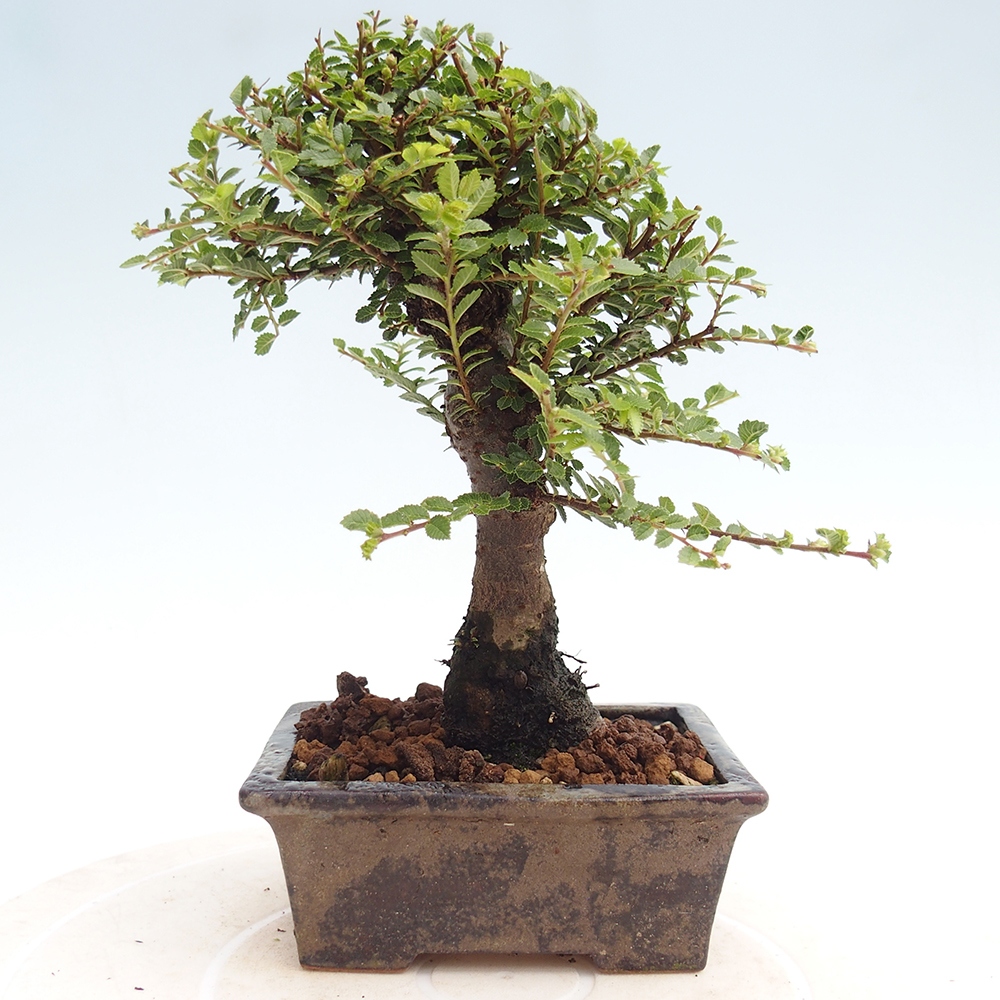 Vonkajší bonsai - Ulmus parvifolia Hokkaido - brest Čínsky