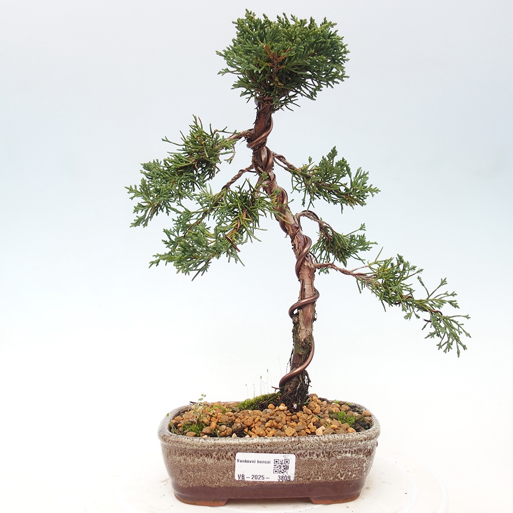 Vonkajší bonsaj - Juniperus chinensis Kishu