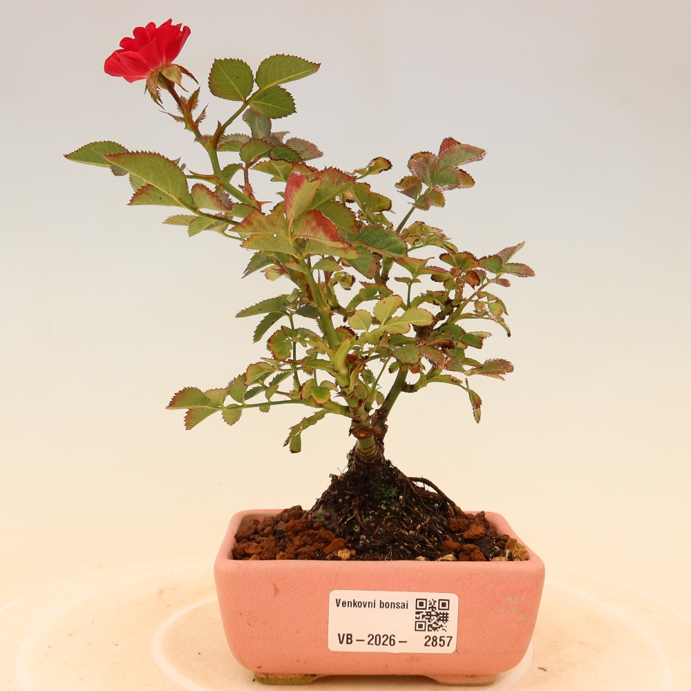 Vonkajšie bonsaje – Rosa Kordes – ruže