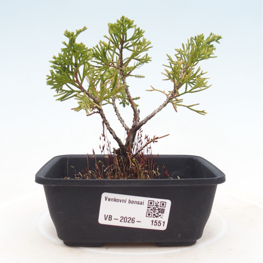 Vonkajší bonsaj - Juniperus chinensis Itoigawa
